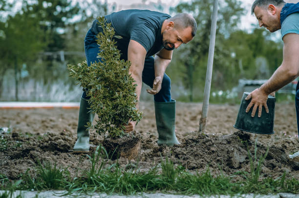 How Our Tree Care Process Works  in  Nahunta, GA